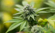Product image for GG4 Live Resin 1g
