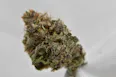 CANNA ROYALE COOKIE MONSTERS 3.5G - $17