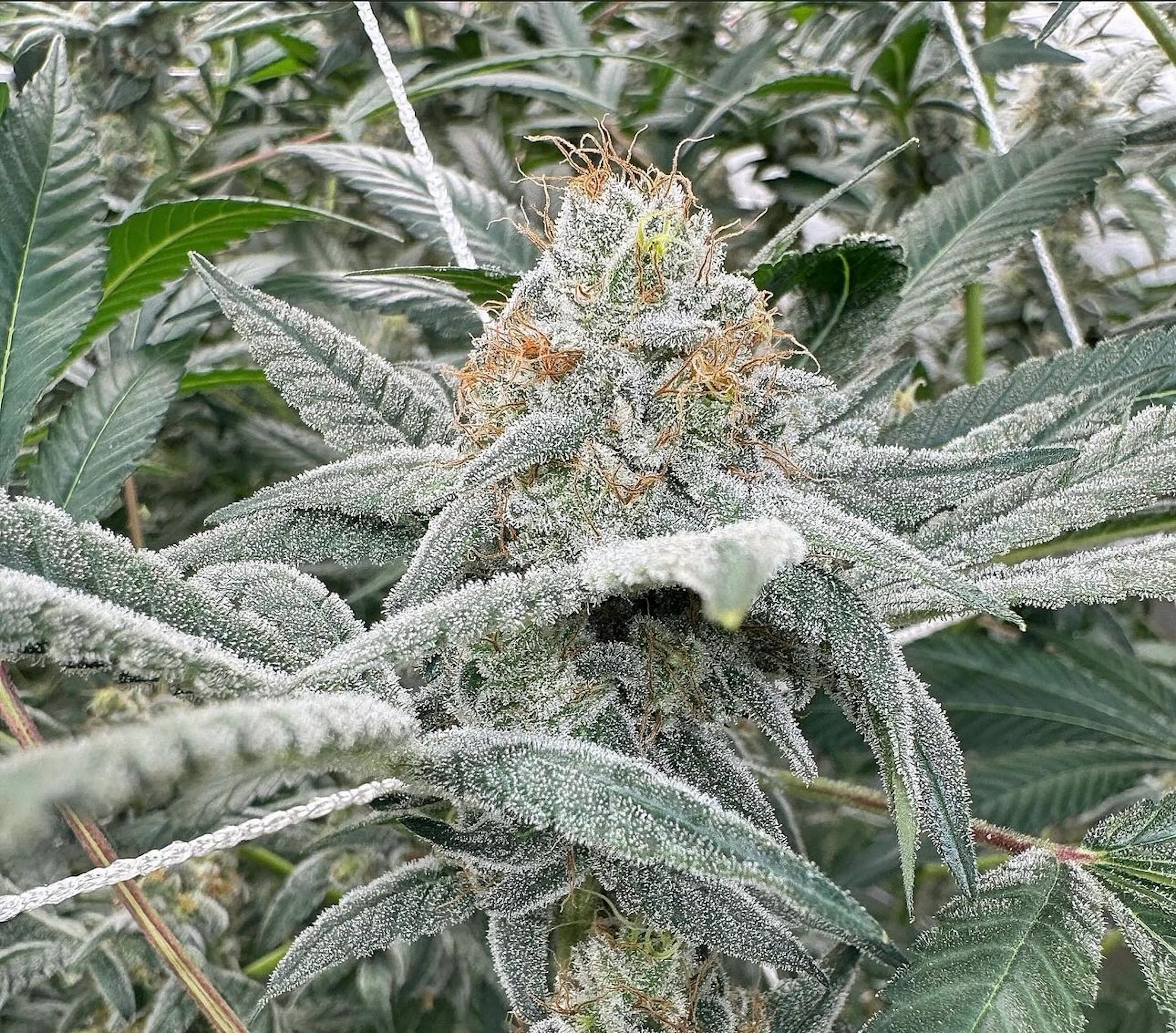 Picture of Gooberry Moonshine