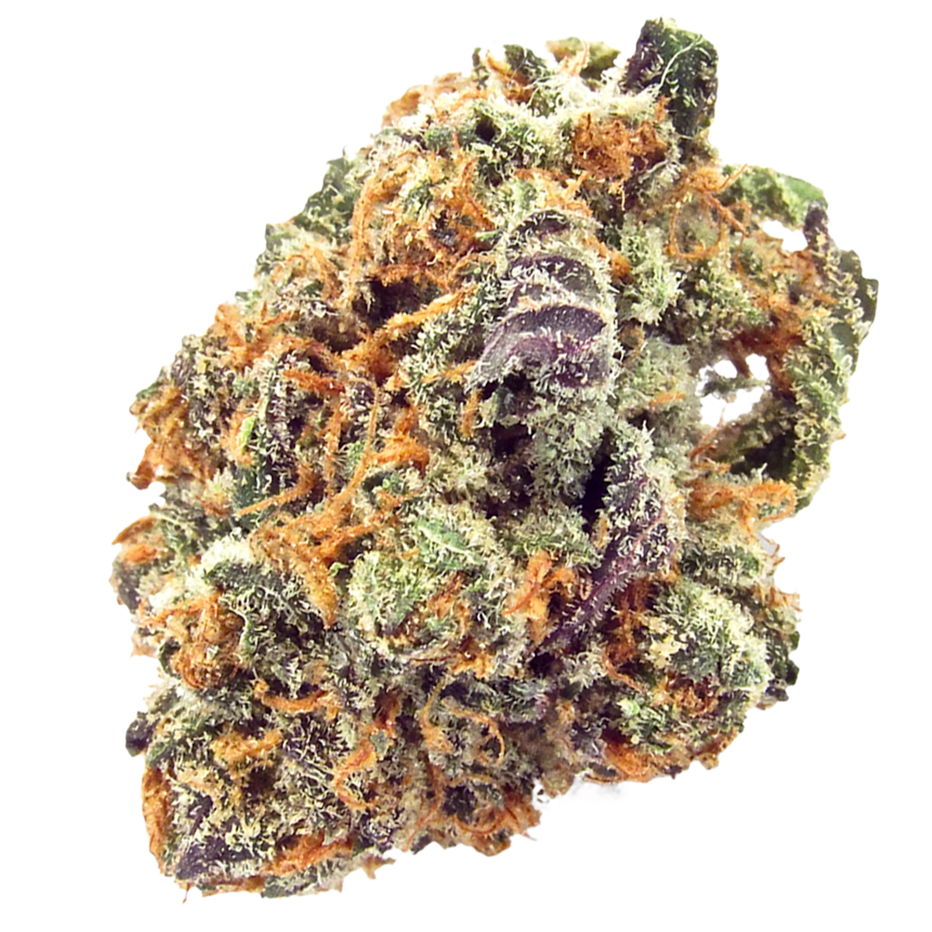 Picture of Mimosa
