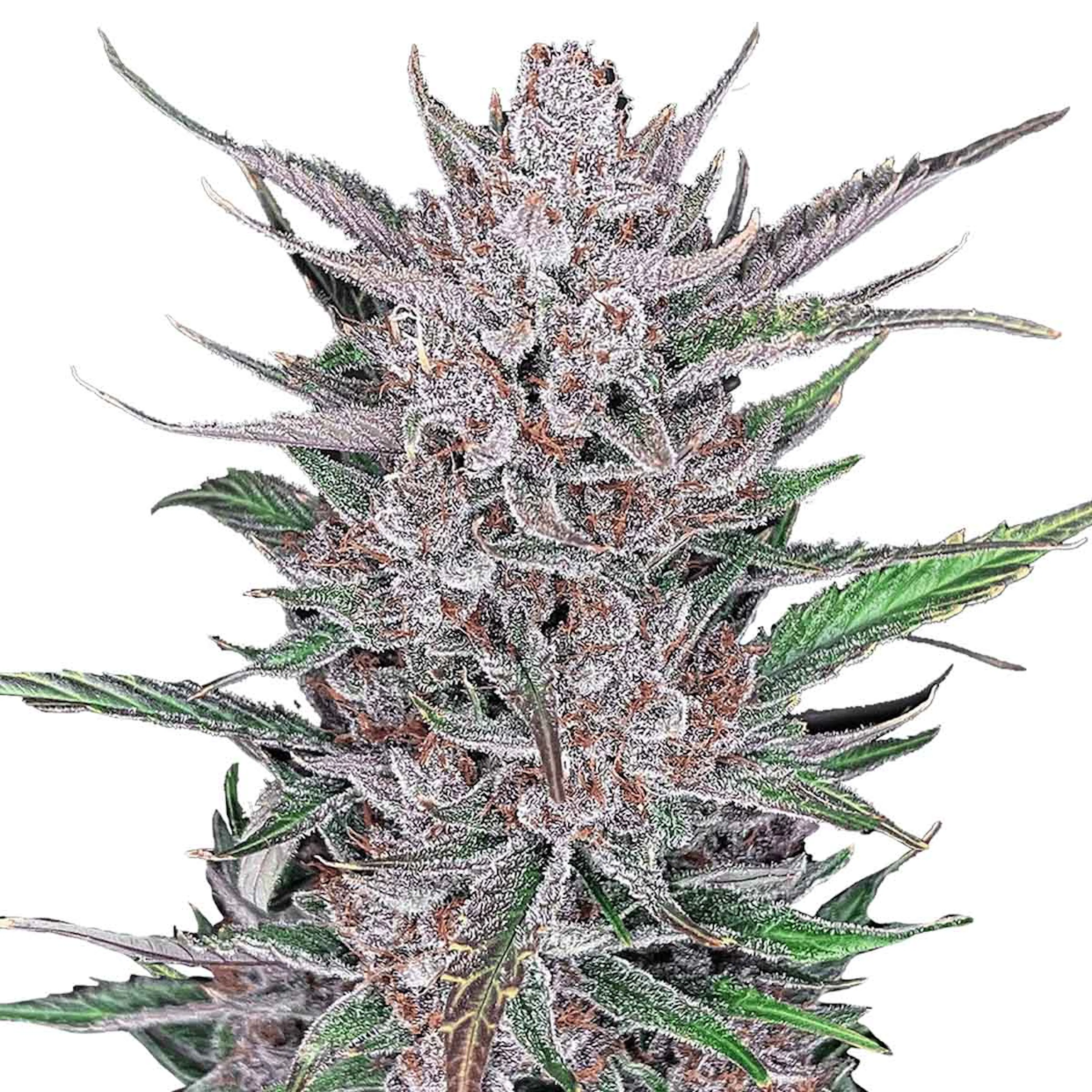 Picture of Gorilla Punch Auto