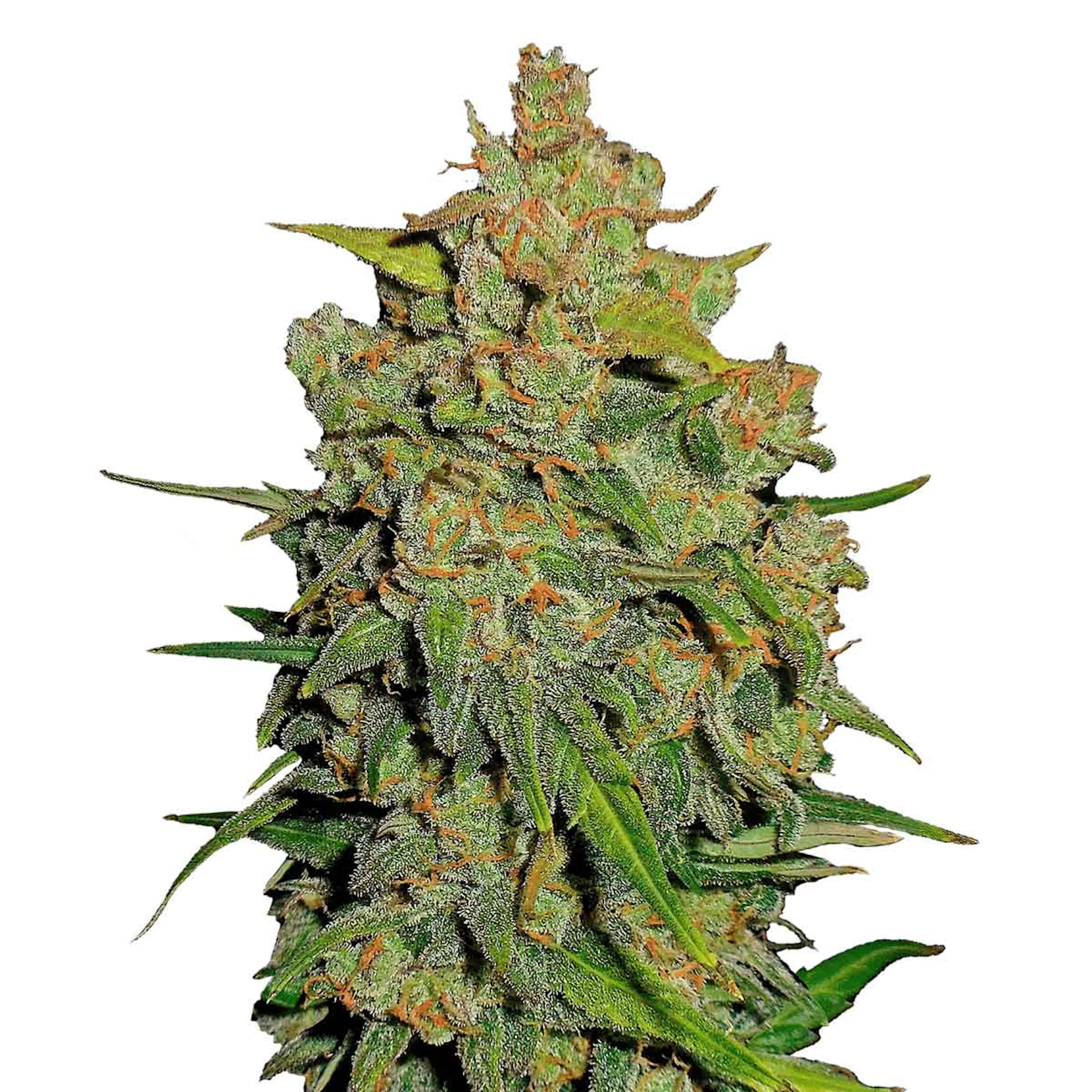 Picture of Lemon AK Auto