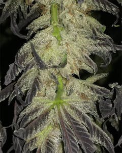 User uploaded image of $100 OG