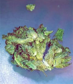 User uploaded image of 98 Aloha White Widow