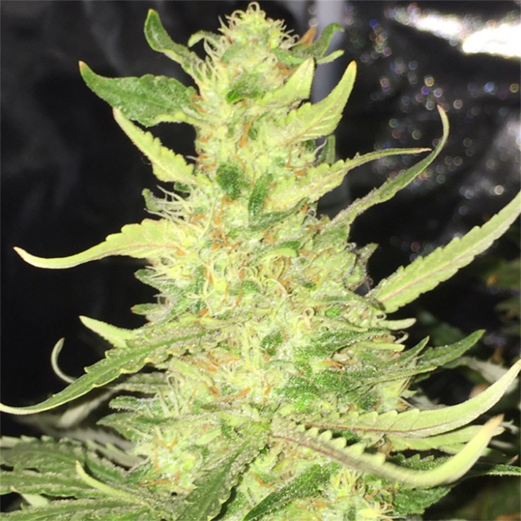 1024 Aka Ten Twenty Four Marijuana Strain Information Leafly