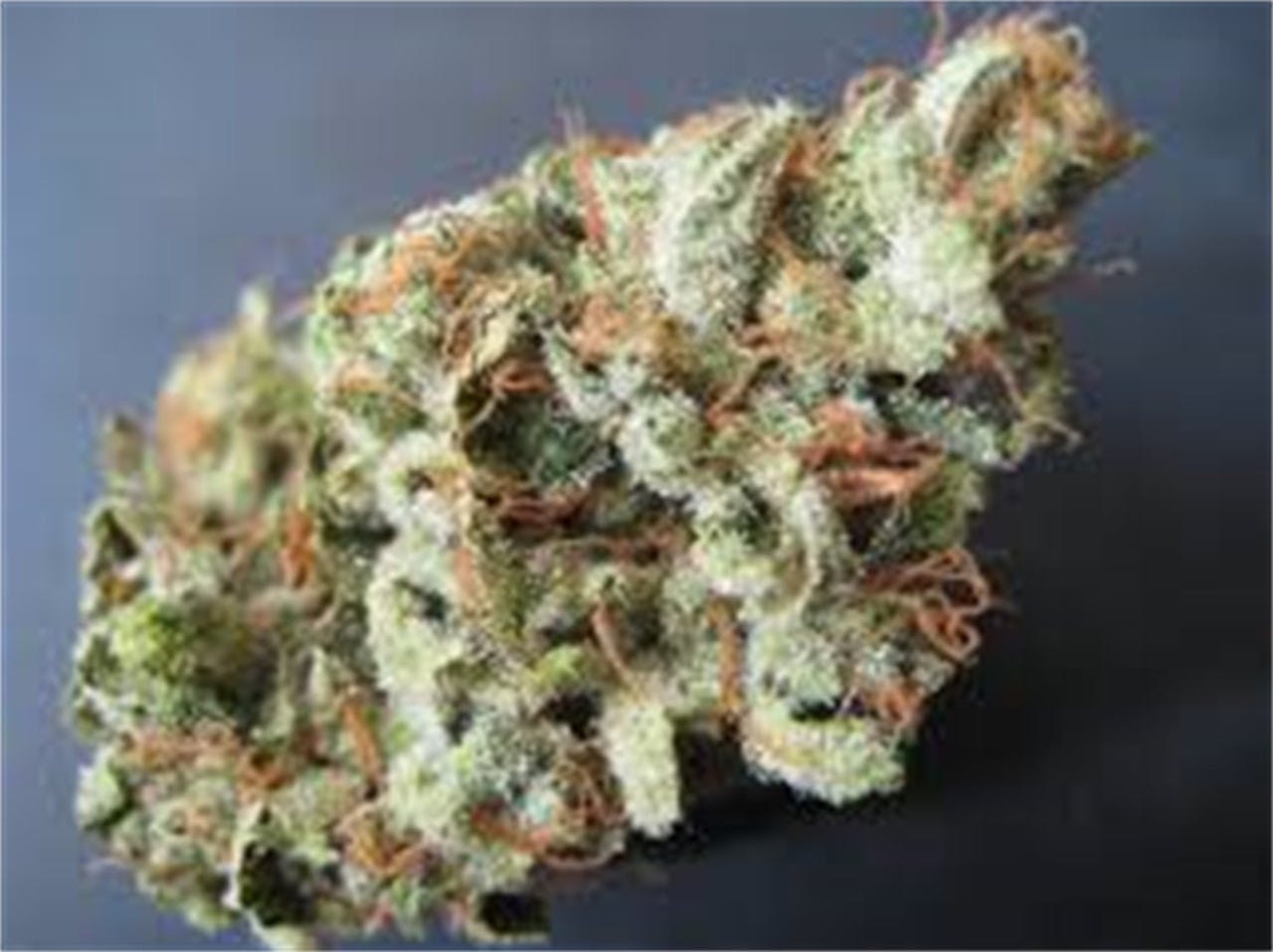 13 Dawgs aka 13 Dogs Weed Strain Information Leafly