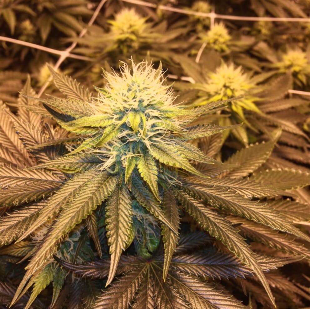 Photos of 24k Gold Weed Strain Buds Leafly