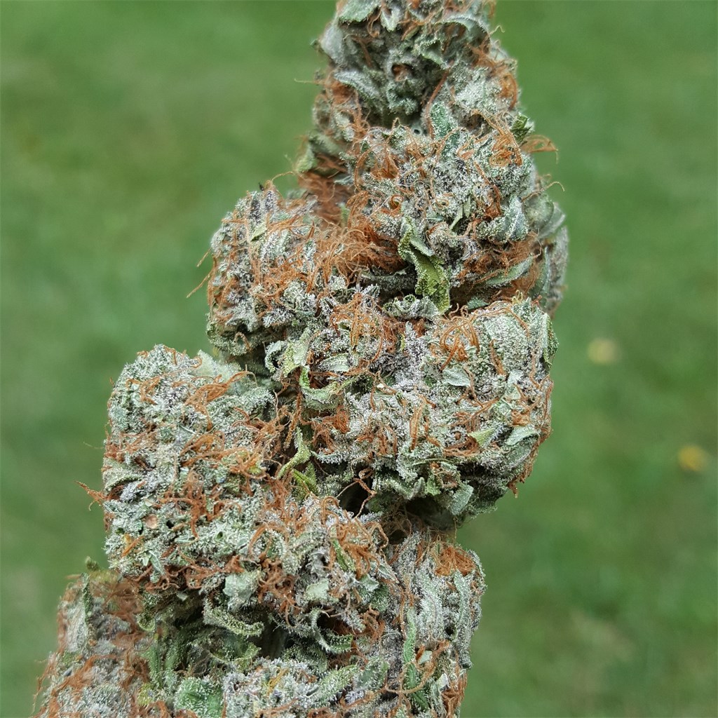 3x Crazy Marijuana Strain Information