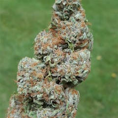 User uploaded image of 3X Crazy