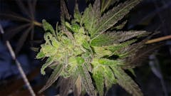 User uploaded image of 707