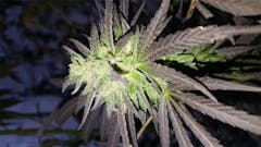 User uploaded image of 707