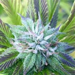 User uploaded image of 8 Ball Kush