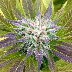 User uploaded image of 8 Ball Kush