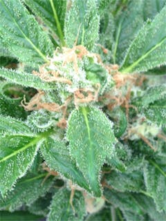 User uploaded image of 8 Ball Kush