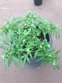 User uploaded image of 8 Ball Kush