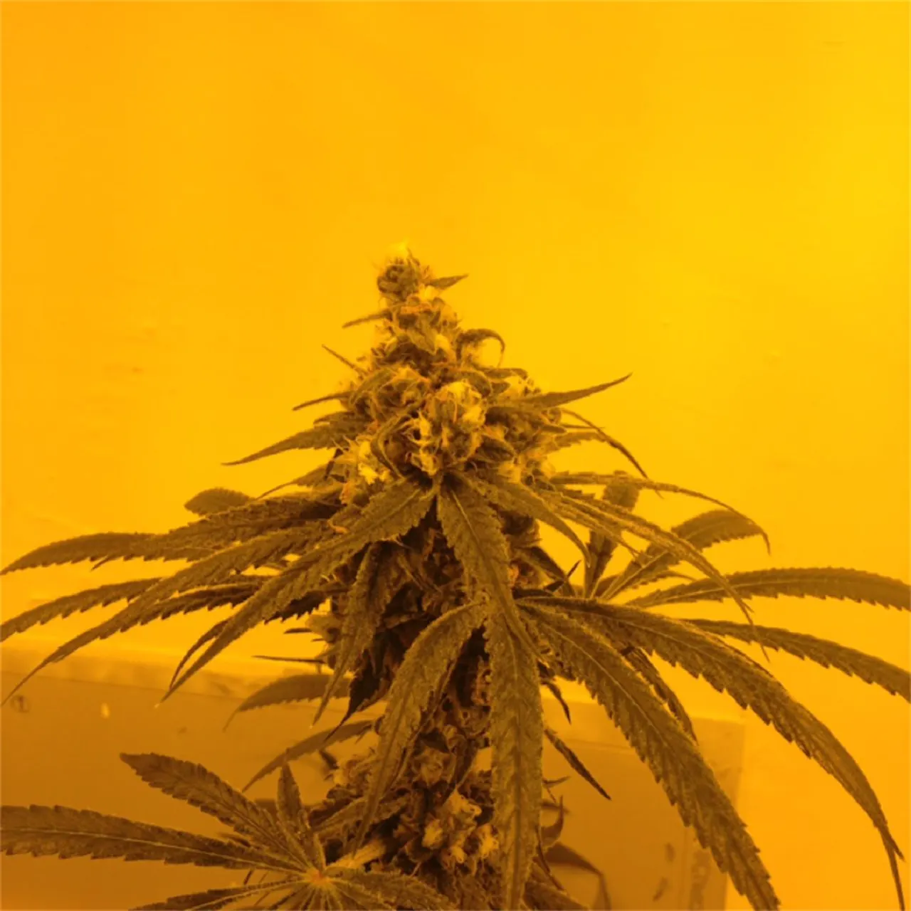 Photos of 9 lb Hammer Weed Strain Buds | Leafly