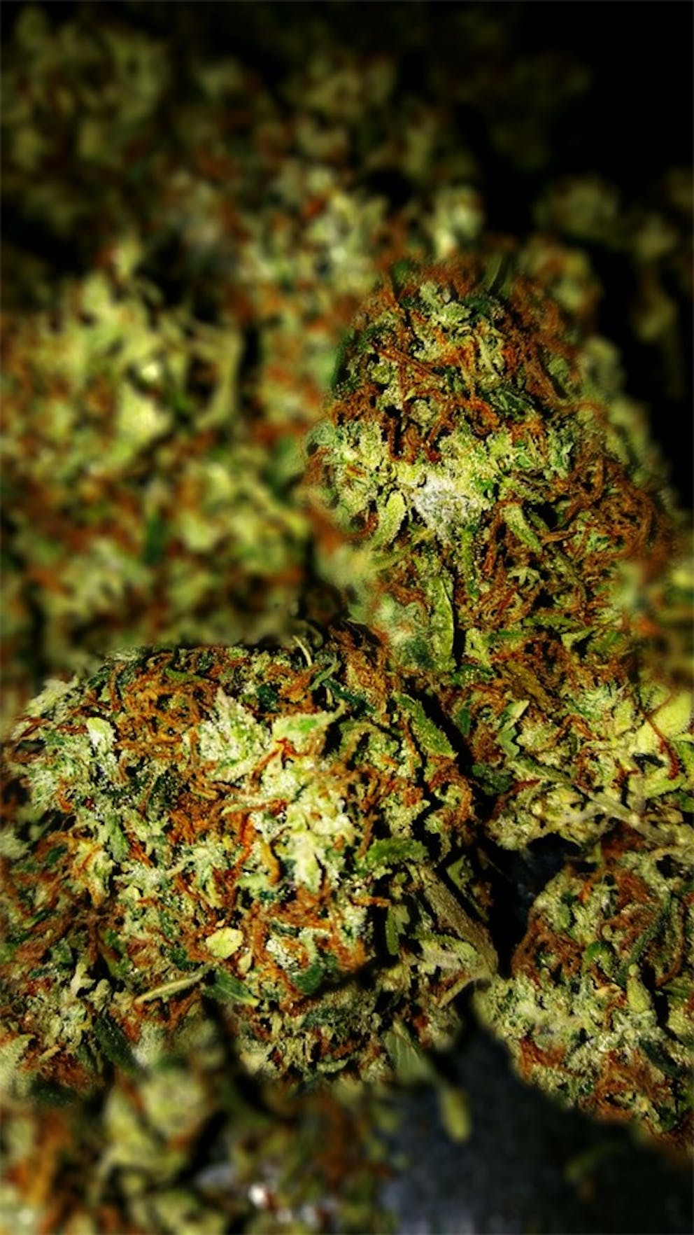 Photos of 9 lb Hammer Weed Strain Buds Leafly