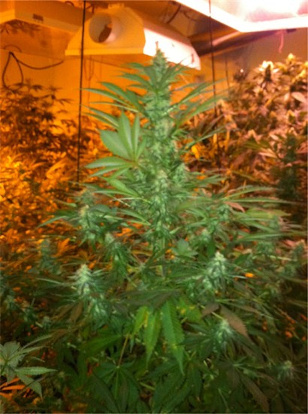 Photos of Armageddon Weed Strain Buds Leafly