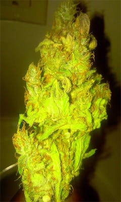 User uploaded image of Banana Candy