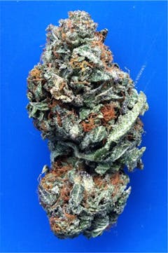 User uploaded image of Blackberry Hashplant