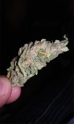 User uploaded image of Boysenberry