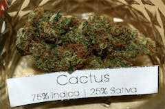 User uploaded image of Cactus