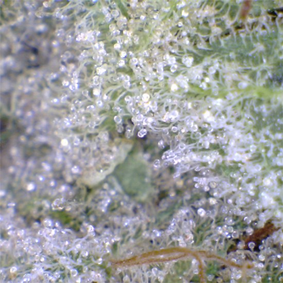 Cactus aka Cactus Breath, Cactus OG, Cactus Kush Weed Strain Information |  Leafly