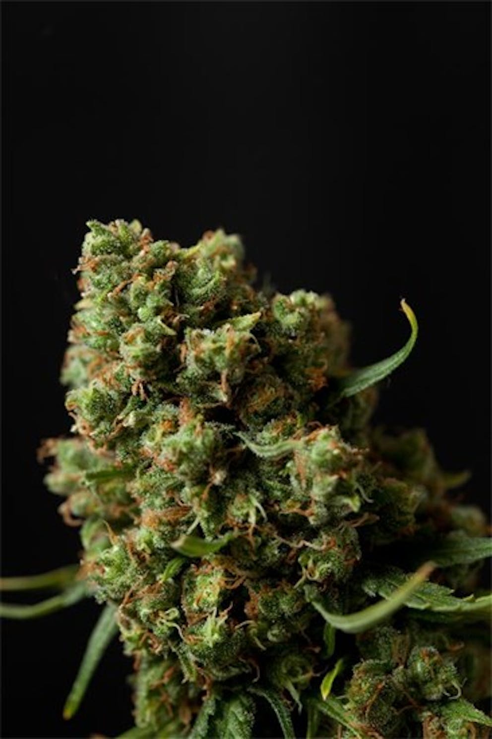 Photos of Jupiter OG Weed Strain Buds Leafly