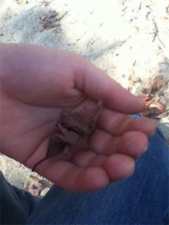 User uploaded image of PVC OG