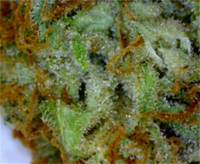 Photos of Papaya Weed Strain Buds Leafly