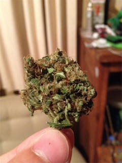 User uploaded image of Poison Haze