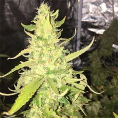 User uploaded image of A-10