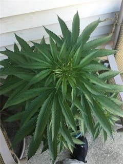 User uploaded image of A-10