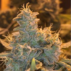 User uploaded image of Abusive OG