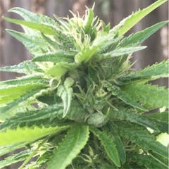 User uploaded image of Abusive OG