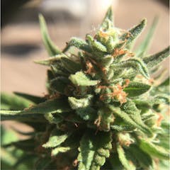 User uploaded image of Acapulco Gold