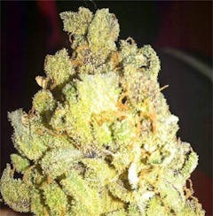 User uploaded image of Acapulco Gold