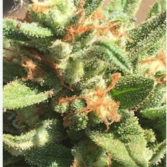 User uploaded image of Acapulco Gold