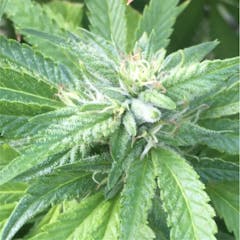 User uploaded image of Ace Killer OG