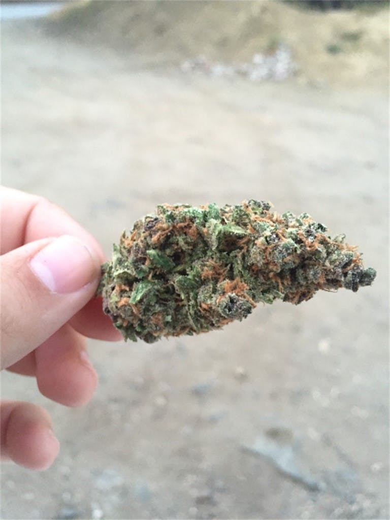 Photos of Ace of Spades Weed Strain Buds Leafly