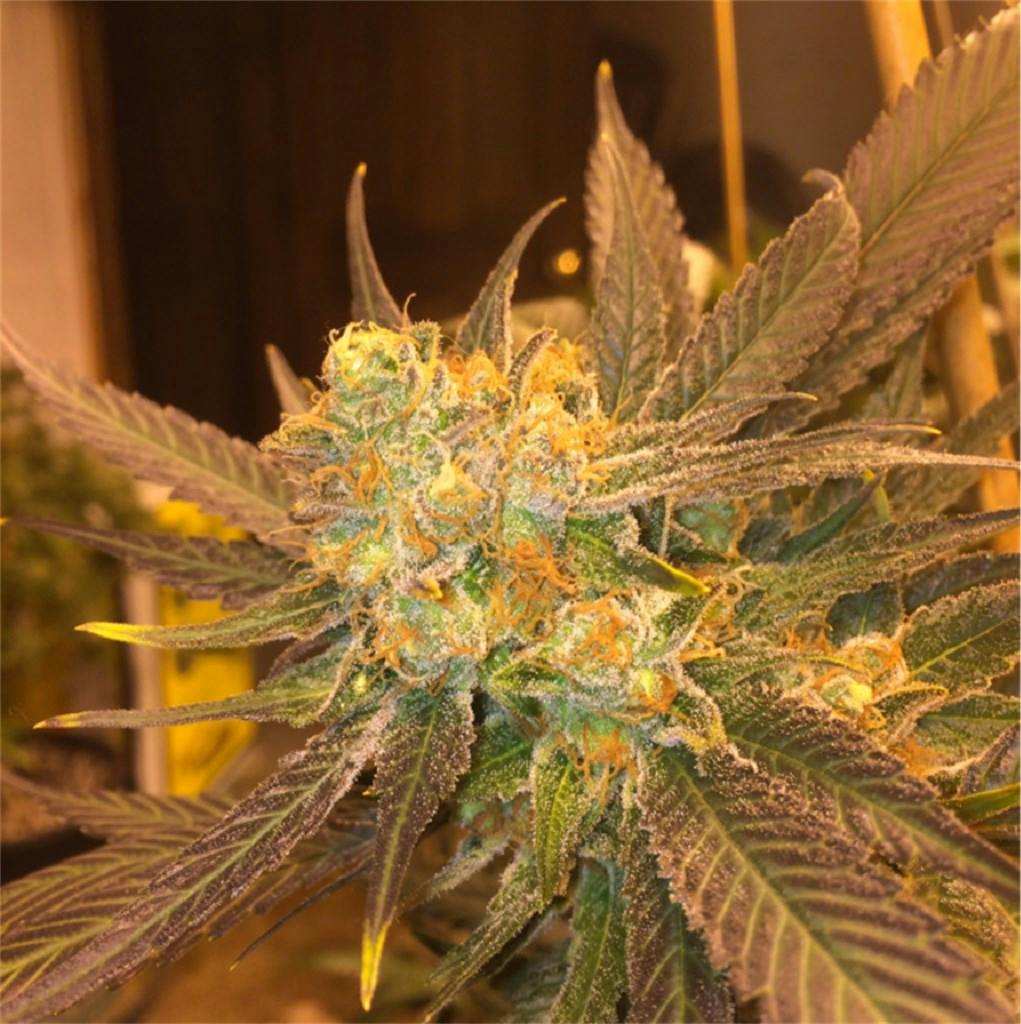 Ace of Spades Weed Strain Information Leafly