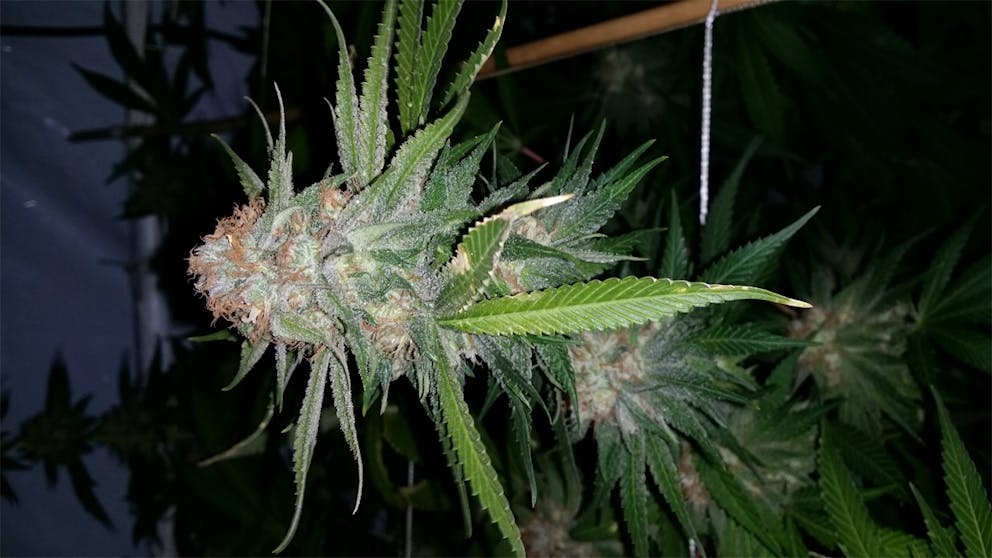 Photos of Ace of Spades Weed Strain Buds Leafly