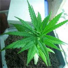 User uploaded image of Aceh