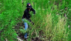 User uploaded image of Aceh