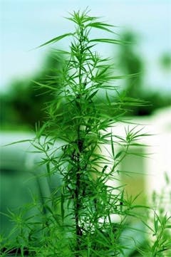 User uploaded image of Aceh