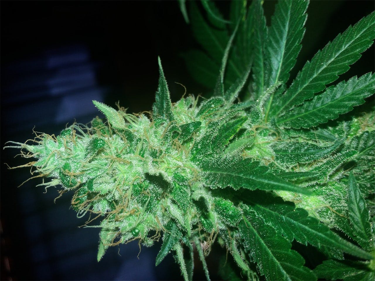 Acid aka Acid OG Weed Strain Information Leafly