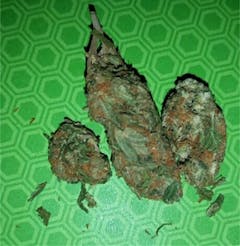 User uploaded image of Afghan Big Bud