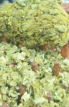 User uploaded image of Afghan Big Bud