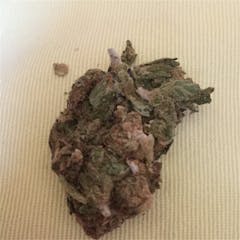 User uploaded image of Afghan Diesel