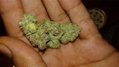 User uploaded image of Afghan Hawaiian